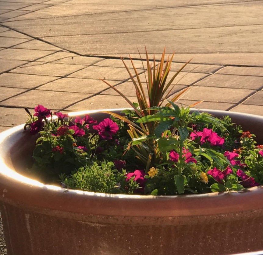 Potted plants